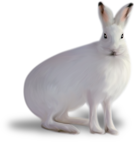 nyul_59.png