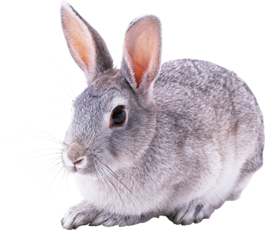 nyul_92.png
