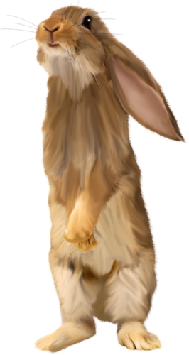 nyul_97.png