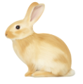 nyul_1