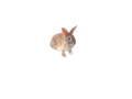 nyul_116