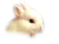 nyul_121