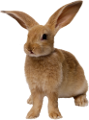 nyul_142