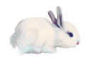 nyul_3
