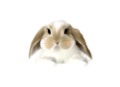 nyul_42