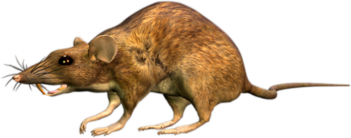 patkany_11.png