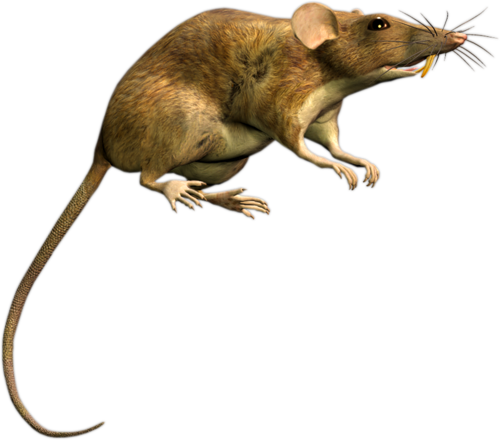 patkany_12.png