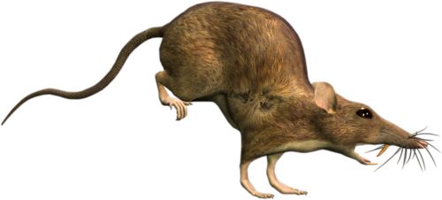 patkany_13.png