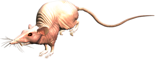 patkany_14.png