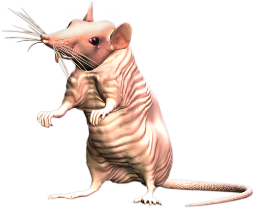 patkany_15.png