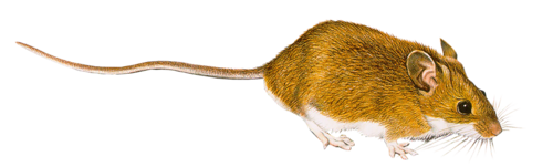patkany_2.png