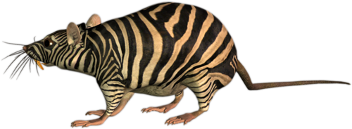 patkany_24.png