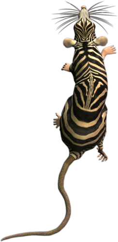 patkany_25.png