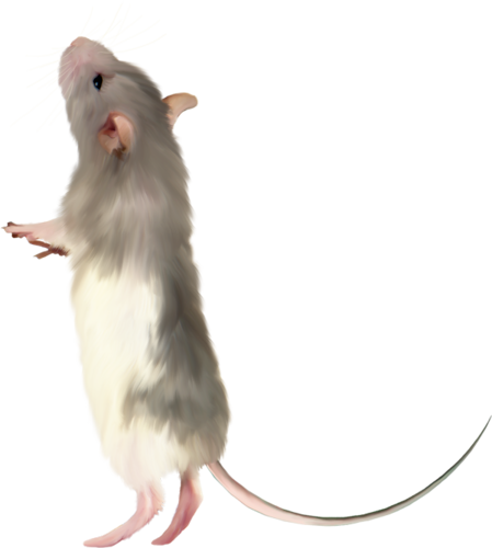 patkany_26.png