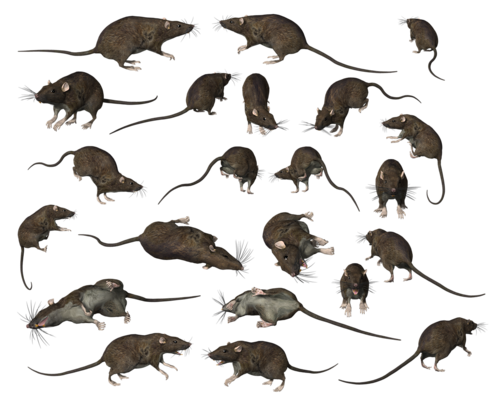 patkany_3.png
