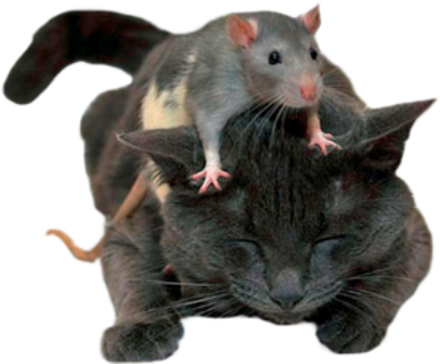 patkany_30.png