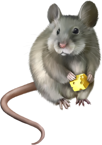patkany_31.png