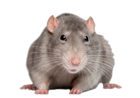 patkany_32.png