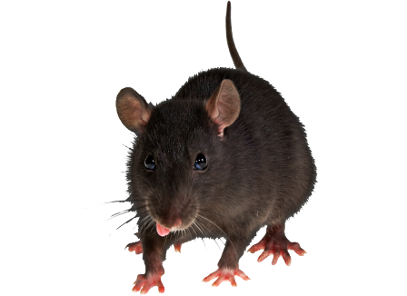 patkany_33.png