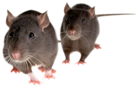 patkany_37.png
