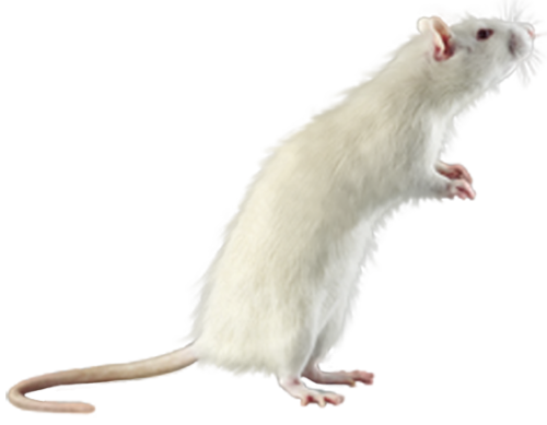 patkany_39.png