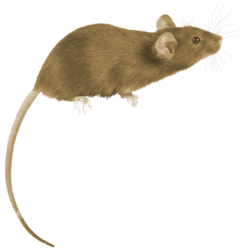 patkany_6.png