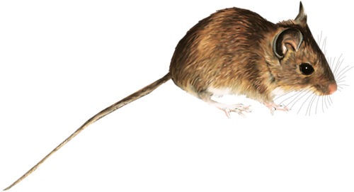 patkany_7.png