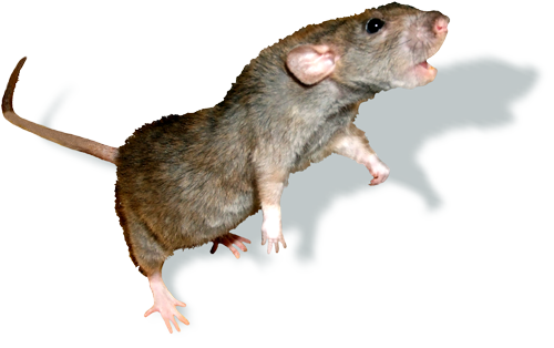 patkany_9.png