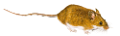 patkany_2