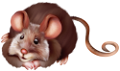 patkany_4