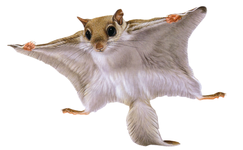 ragcsalok_6.png