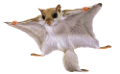 ragcsalok_6