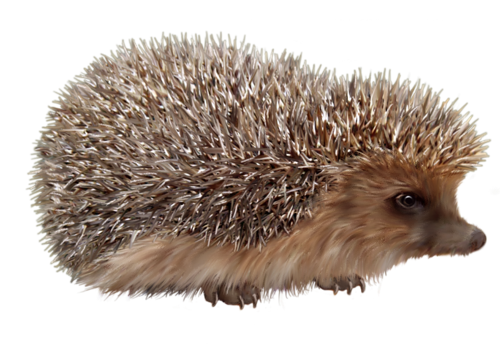 sun_79.png