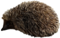 sun_33