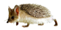 sun_4