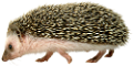 sun_43