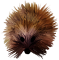 sun_55