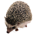 sun_8