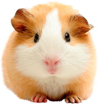 tengerimalac_10.png