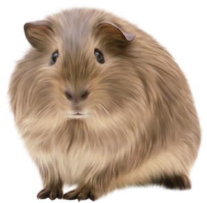 tengerimalac_11.png
