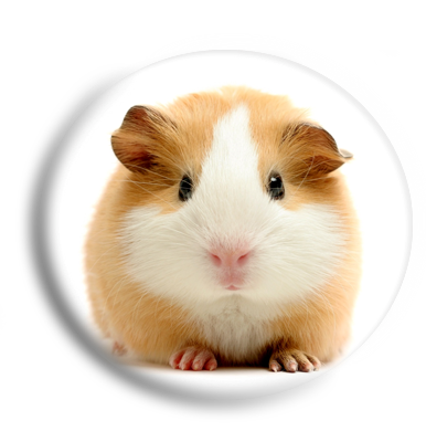 tengerimalac_3.png