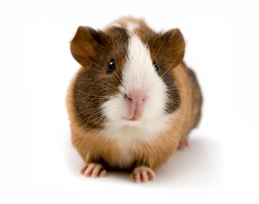 tengerimalac_5.png