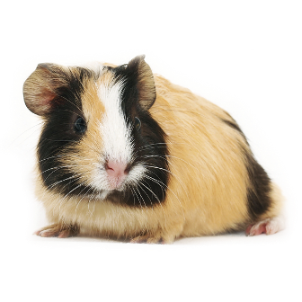 tengerimalac_6.png