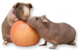 tengerimalac_7.png