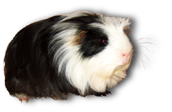 tengerimalac_8.png