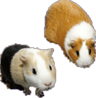 tengerimalac_9.png