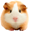 tengerimalac_10
