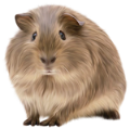 tengerimalac_11