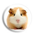 tengerimalac_3
