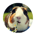 tengerimalac_4